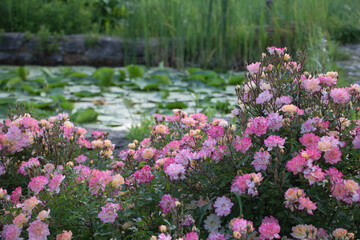 Fototapeta premium A garden full of roses, with pink and white flowers blooming in the foreground, green grasses around them, a pond nearby filled with water lilies