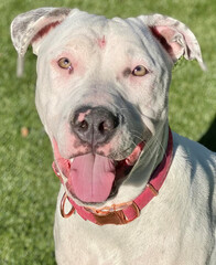 Obraz premium American Pit Bull Terrier with Cropped Ears and Pink Tongue
