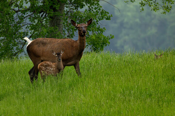 elk Cervus canadensis mother with two fawns
