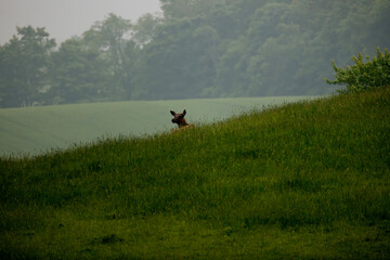 elk Cervus canadensis female lying on the side of the hill enjoying the view