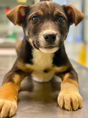 Rottweiler Mix Puppy with Paws Forward