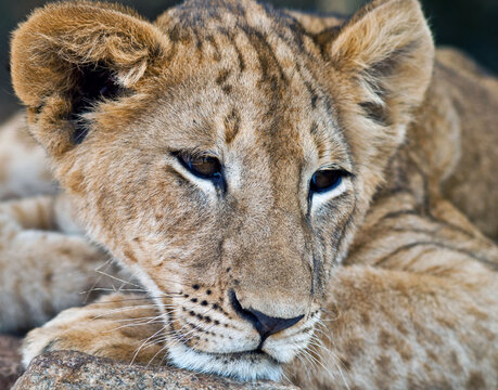 Full frame close-up portrait of a Lion cub lying on a rock, South Africa