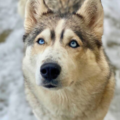 Siberian Husky with Blue Eyes on Snow