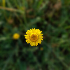Close-up of yellow daisy.