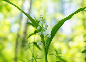 Blooming lily of the valley close-up against a spring forest background