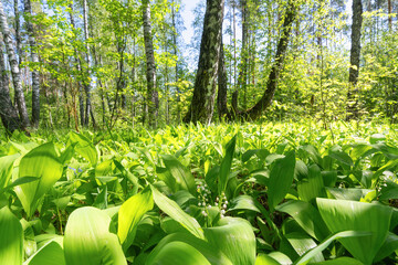 Lily of the valley growing under trees in a sunlit forest