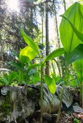 Lily of the valley tucked under green fir needles