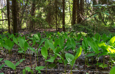 Forest floor with foliage and green lily of the valley shoots