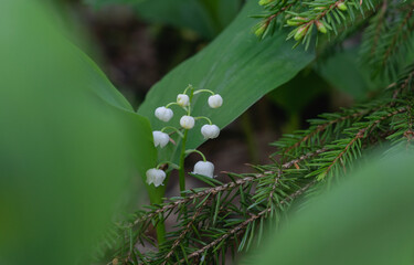 Lily of the valley growing among forest vegetation