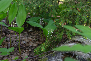 Lily of the valley and fir branch near a fallen tree in the forest