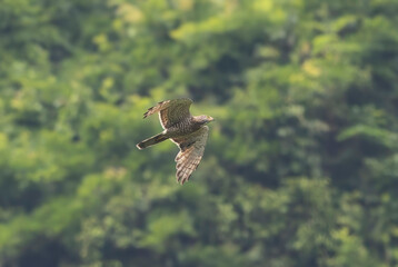 山を背景に飛翔するサシバ