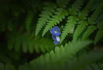 Blue wildflower among fern leaves, macro photography