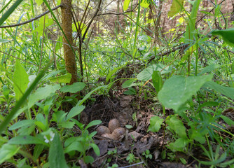 A nest with woodcock eggs hidden in the grass