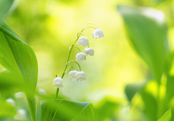 White lily of the valley flowers among fresh greenery in sunlight