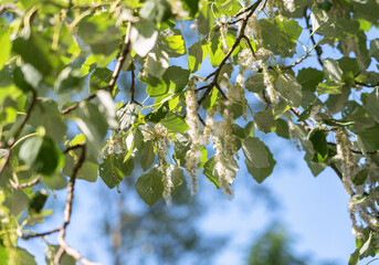 Flowering poplar tree with catkins against a blue sky