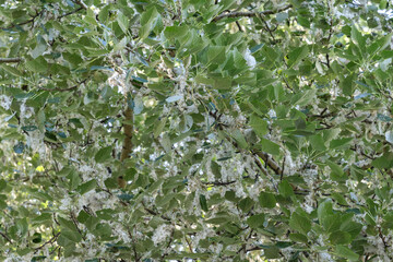 Poplar branches with fluffy catkins in spring