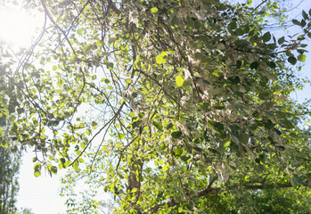 Blooming poplar tree in spring sunlight
