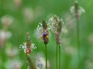 Bee collecting pollen on field grasses