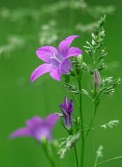 Close-up of blooming wild bellflower