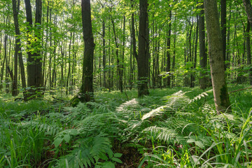 Spring forest with bright greenery and sunlight