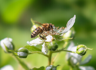 Honeybee on a flower with blurred background