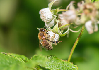 Honeybee on a raspberry flower