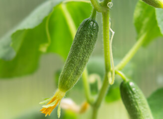 Young cucumber growing on a vine with a flower
