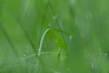 Macro photo of fresh grass with water droplets