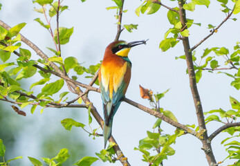 Multicolored bee-eater resting on a branch