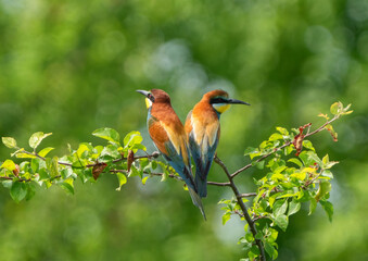 Pair of European bee-eaters sitting back-to-back on a branch in summer