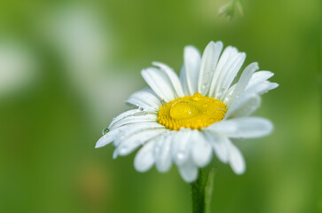 Macro photo of a daisy with dew drops