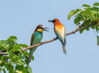 Feeding moment between bee-eaters in natural habitat