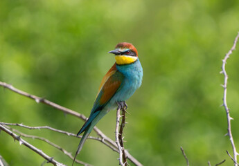 European bee-eater perched on a thorny branch against green background