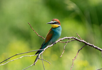 Sharp bee-eater in focus with soft bokeh background