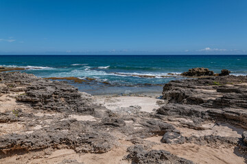 Calcareous reef rock and marine sediment (Pleistocene), Chiefly emerged coral reefs, Reefs consist of coral heads and coralline algae cemented by a lime matrix. Kaʻena Point Trail（North), Oahu Hawaii.