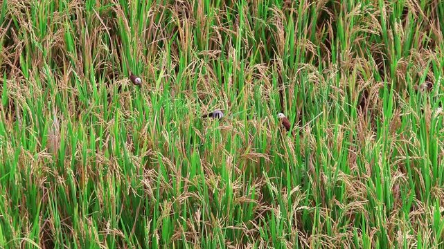 Ripening rice plants (Oryza sativa) visited by a white-headed munia (Lonchura maja), capturing a natural feeding moment in a near-harvest paddy field.
