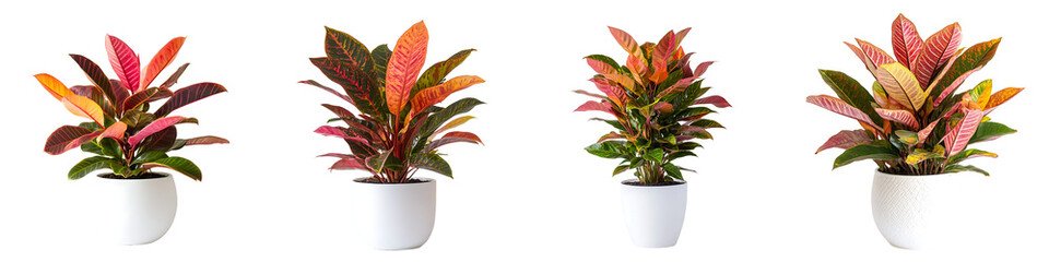 Colorful Croton Plants in White Pots Isolated on Transparent Background

