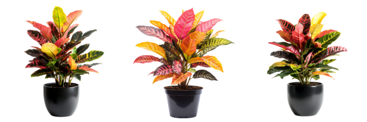 Vibrant Croton Plants with Colorful Foliage in Pots Isolated on Transparent Background

