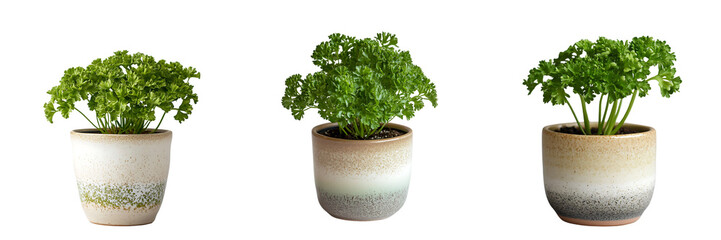 Fototapeta premium Fresh Curly Parsley Plants in Ceramic Pots Isolated on Transparent Background