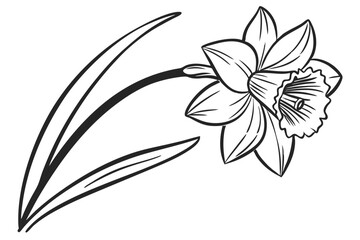Simple Daffodil Flower Drawing Clean Style