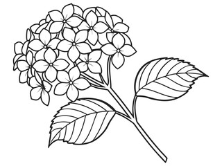 Pastel Hydrangea Flower Art on White