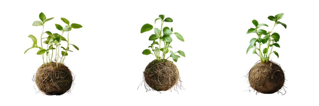 Fresh Herb Seedlings with Root Balls Isolated on Transparent Background for Gardening

