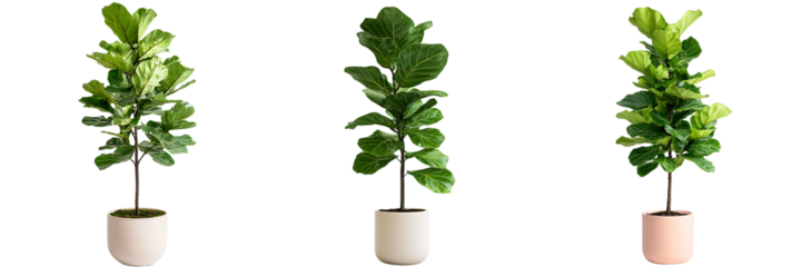 Vibrant Fiddle Leaf Fig Plants for Modern Interiors - Transparent Background