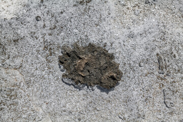 Calcareous reef rock and marine sediment (Pleistocene), Chiefly emerged coral reefs. Kaʻena Point Trail（North), Oahu Hawaii. Salt weathering / haloclasty, Tafoni.  coastal erosion