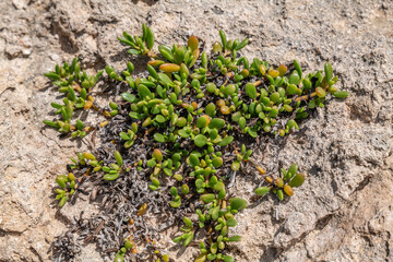 Sesuvium portulacastrum is a sprawling perennial herb in the family Aizoaceae, shoreline purslane. Kaʻena Point Trail（North), Oahu Hawaii. Calcareous reef rock and marine sediment, coral reefs

