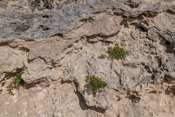 Sesuvium portulacastrum is a sprawling perennial herb in the family Aizoaceae, shoreline purslane....