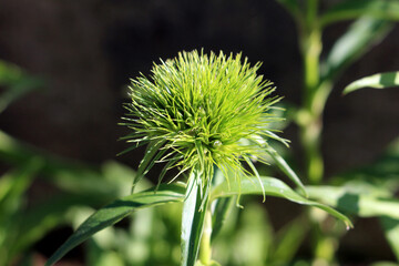 Cirsium acaule, dwarf thistle or stemless thistle, displays a dense green spiny flowerhead and slender, sharply lobed leaves, growing in sunlit wild meadow with blurred green background