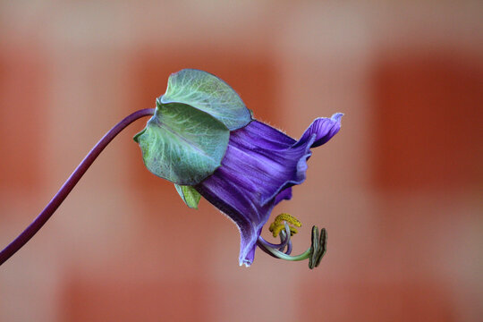 Cobaea scandens, cup-and-saucer vine or cathedral bells, displays a large bell-shaped purple flower with green calyx and curved stamens, on a twining stem against a terracotta wall.