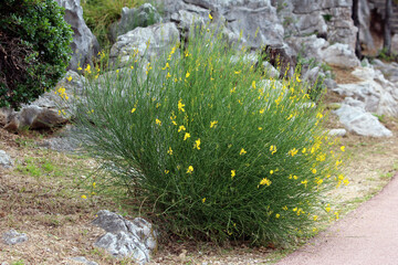 Spartium junceum, Spanish broom or weaver’s broom, forms a tall green shrub with slender rush-like stems and bright yellow pea flowers, growing in rocky soil beside a path.