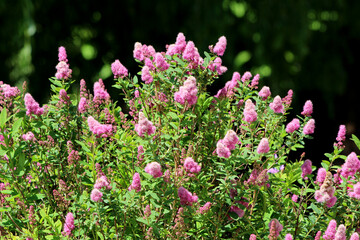 Spiraea japonica, known as Japanese spirea or meadowsweet, forms a dense bush covered in bright pink, fuzzy flower spikes, attracting bees and butterflies in summer sunlight